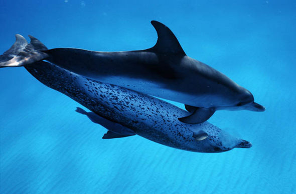 Dolphins: Research reveals the how the intelligent mammals have sex |  Nature | News | Express.co.uk