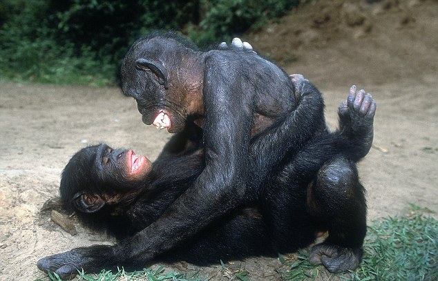 Sex bonobo's